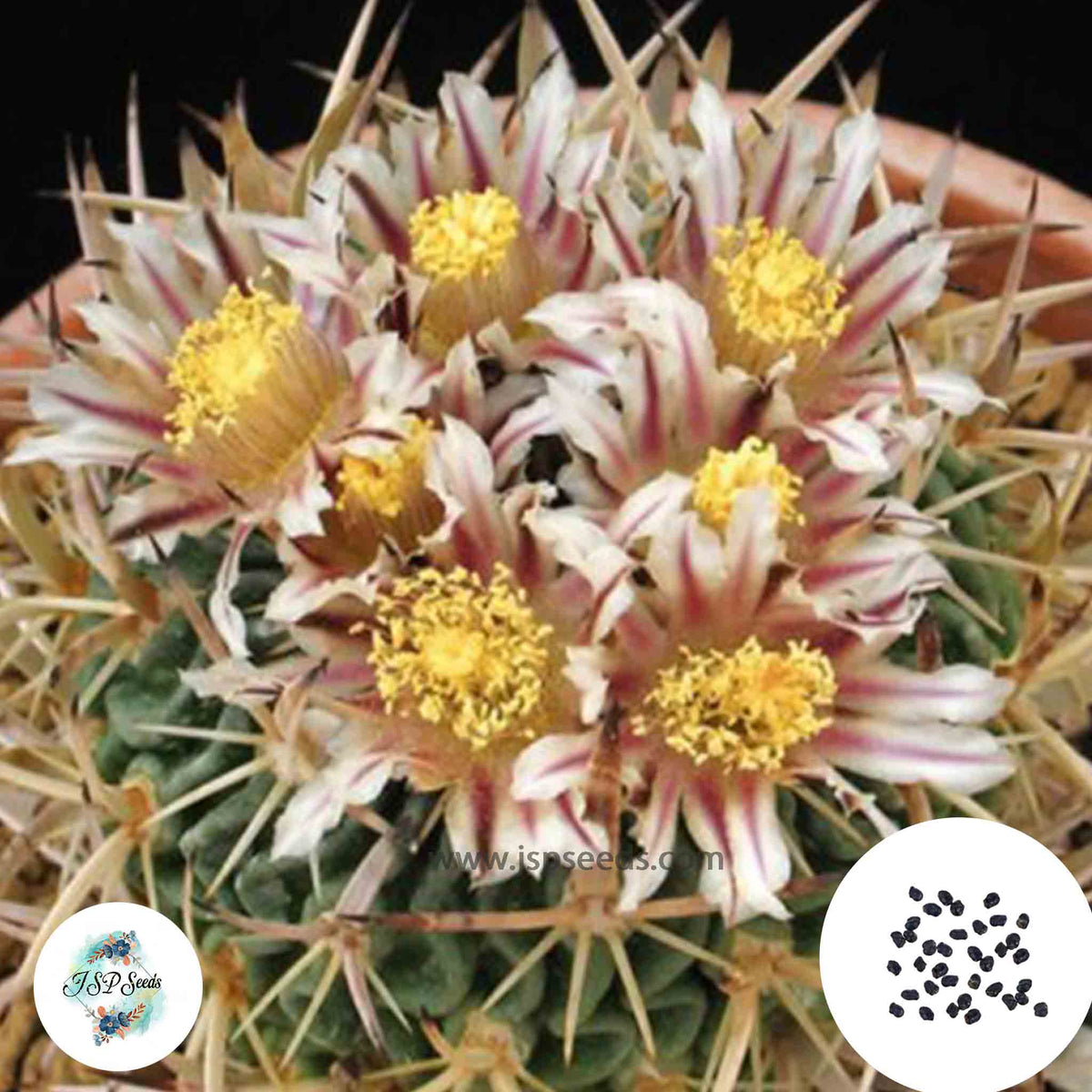 40 Seeds Echinofossulocactus xiphacanthus Cactus Succulent seeds