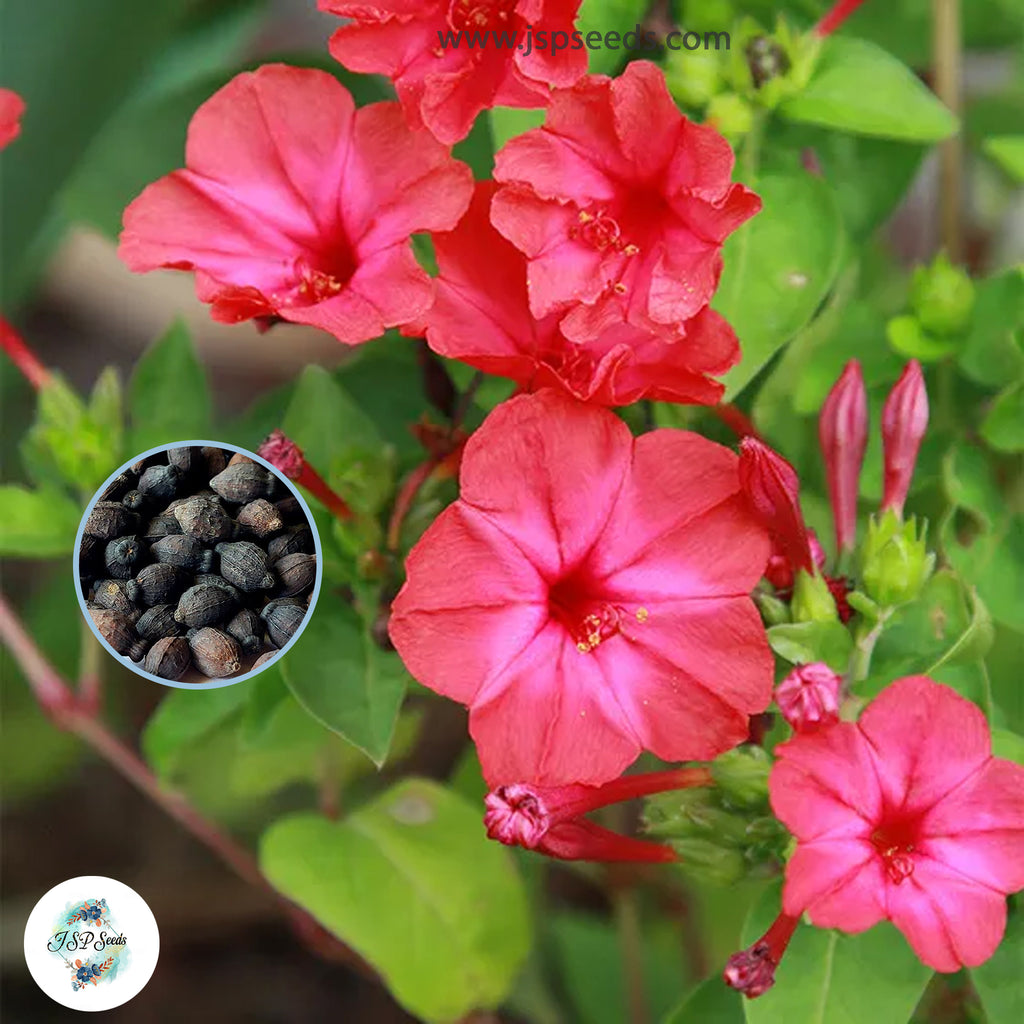 30 Red Four o'clock Flower Seeds (Flower Plants) – JSPSeeds