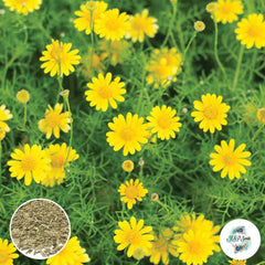 300 Dahlberg Daisy Dahlberg Daisy Flower Seeds (Flower Plants)