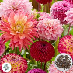 50 Mixed Dahlia Seeds (Flower Garden Potted Plants)