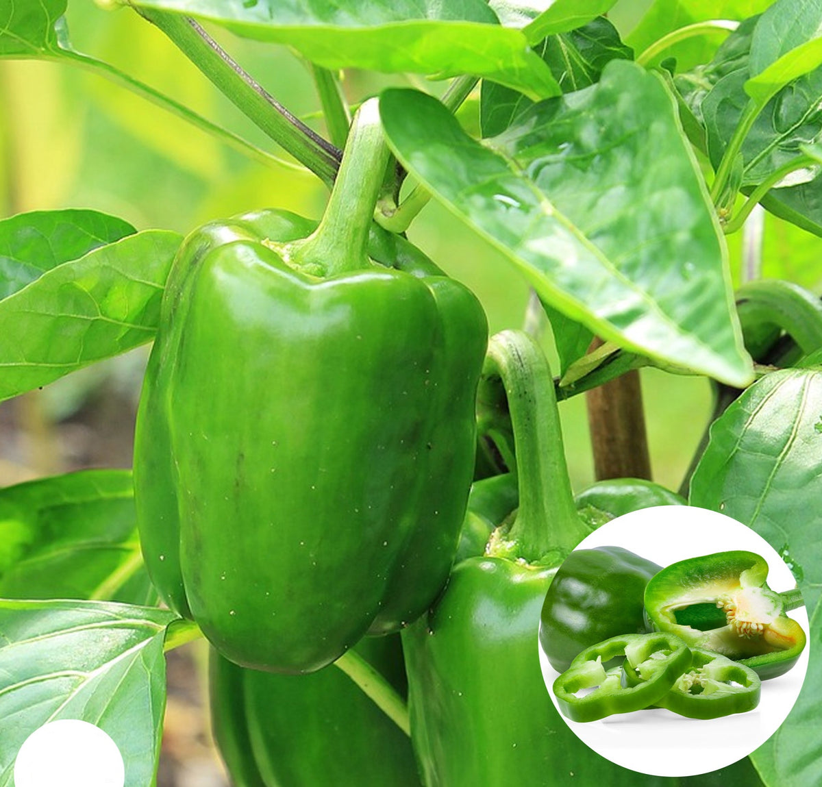 100 Green Bell Pepper Seeds (Garden Plants)