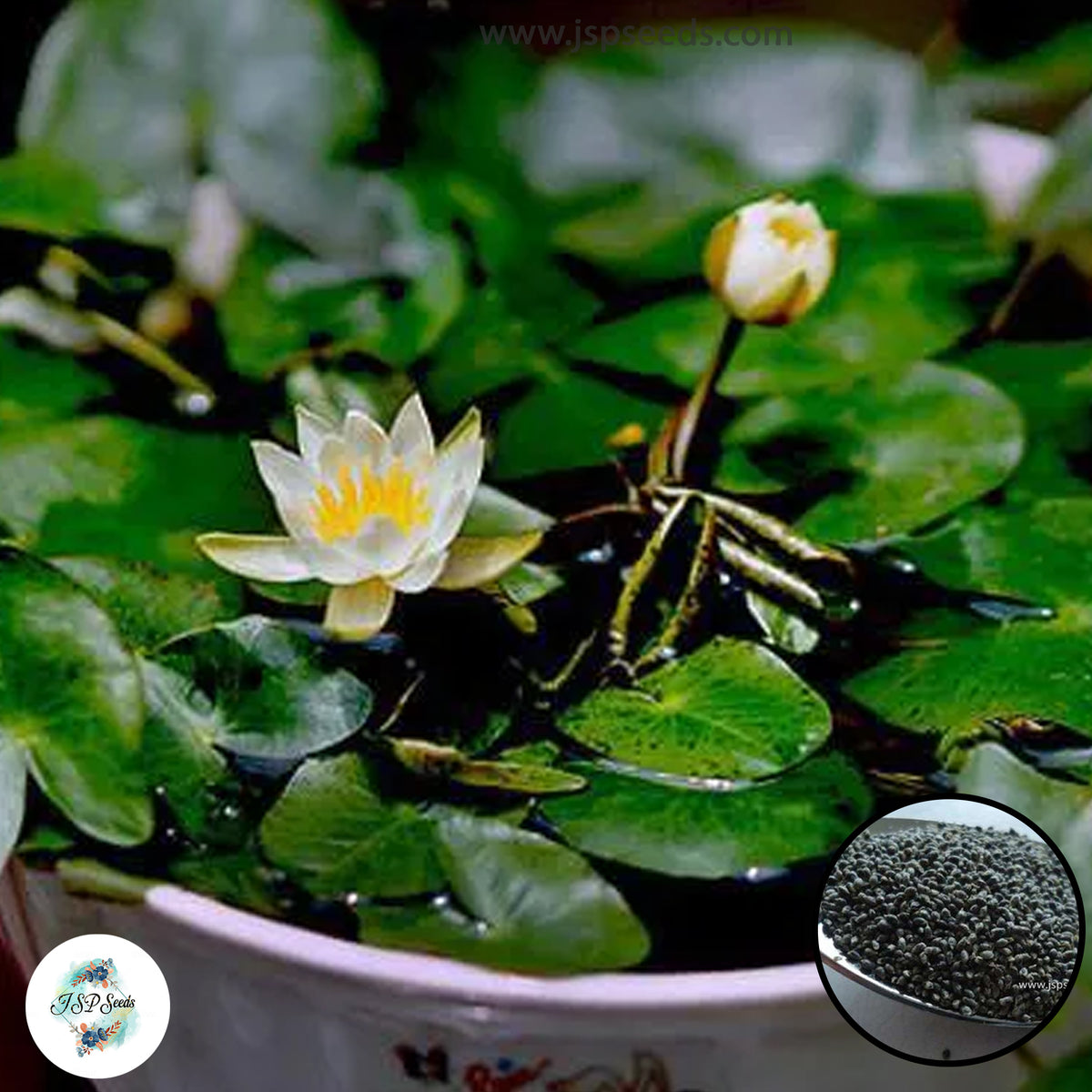 50 Thai Heirloom Mini Lotus Water lily flower Bonsai Seeds Water Plants (Original Thai Seeds) 011