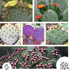 40 Seeds Opuntia spiecies mix Cactus Succulent seeds