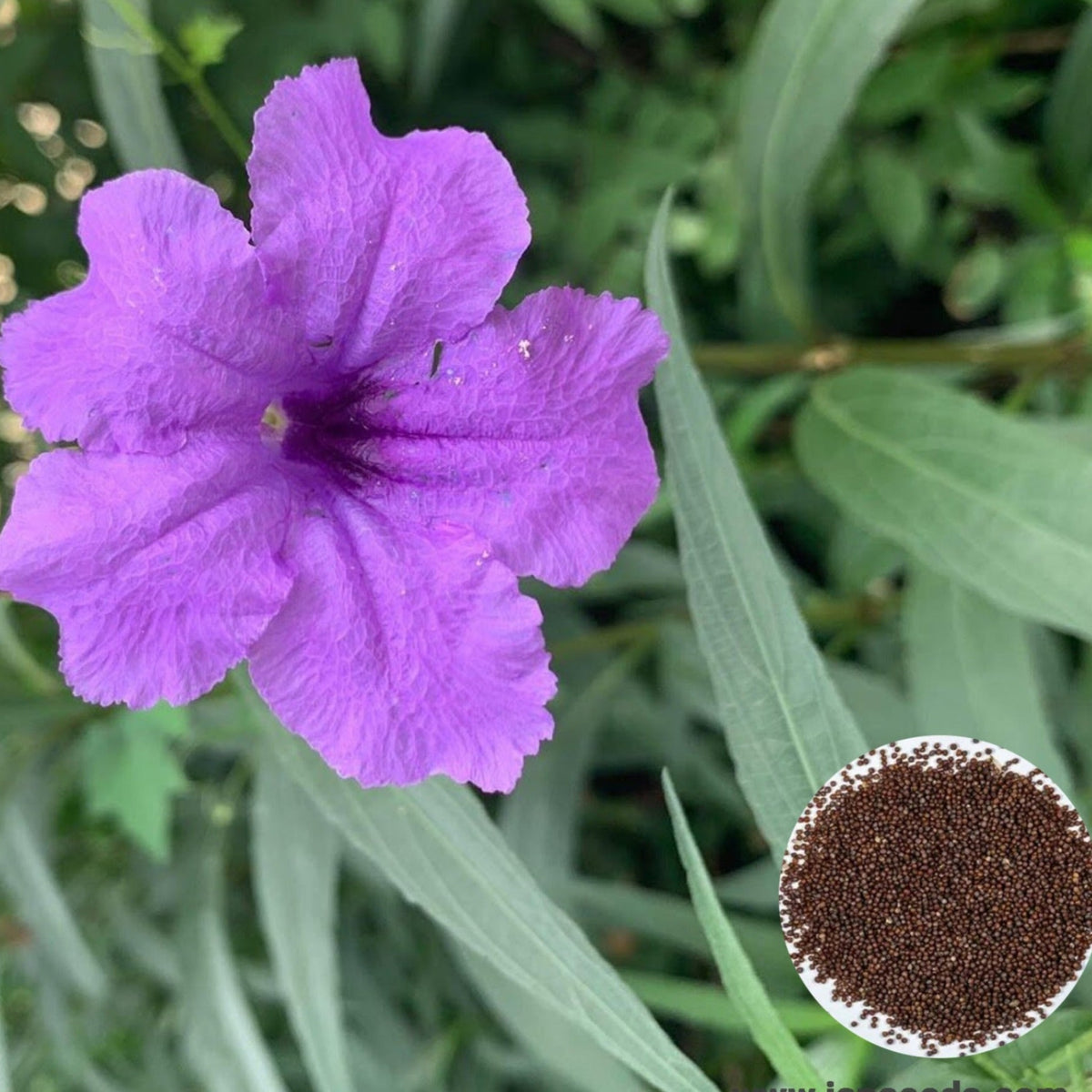 1000 Purple Wild Petunia Seeds Grandiflora, Multiflora, Milliflora Perennial Flowers Annual Seeds (Flower)