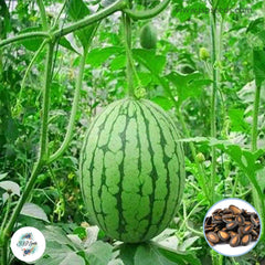 50 Watermelon Fruit Plant Bonsai Family Garden Potted Planting Seeds