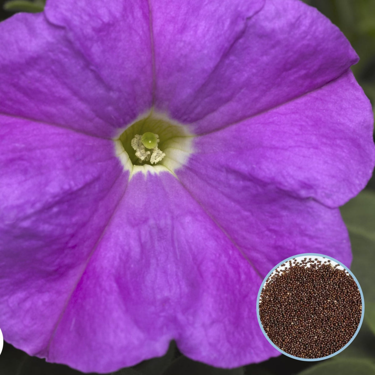 1000 Purple Picobella Petunia Seeds Grandiflora, Multiflora, Milliflora Perennial Flowers Annual Seeds (Flower)