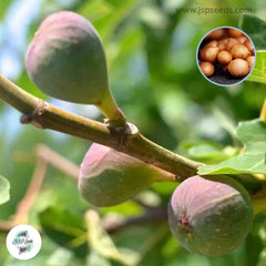 30 Osborne's Prolific Ficus Carica Seeds Fig Seeds Tropical Bonsai Rare Fruit Seeds