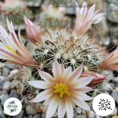 40 Seeds Mammillaria saffordii Cactus Succulent seeds