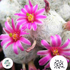 40 seeds Mammillaria humboldtii  Cactus Succulent seeds