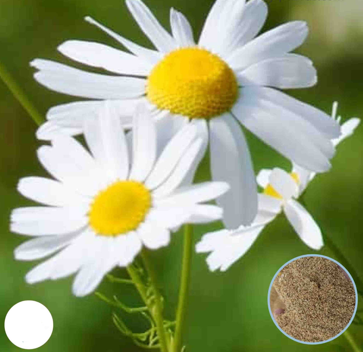 100 German Chamomile Seeds