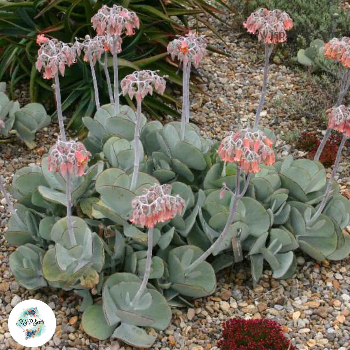 Cotyledon orbiculata / 40 seeds (Pig’s Ear)