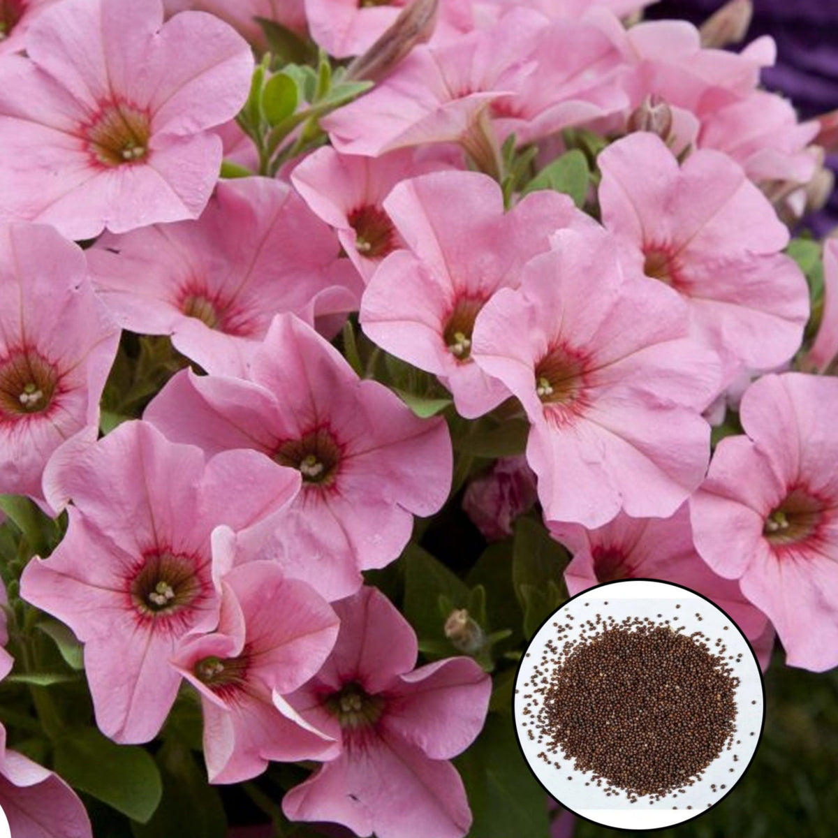 1000 Bingo Perfectunia Petunia Seeds Grandiflora, Multiflora, Milliflora Perennial Flowers Annual Seeds (Flower)