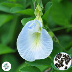 50 Light Blue Clitoria Ternatea Butterfly Blue Pea Vine Seeds (Asia Flower)