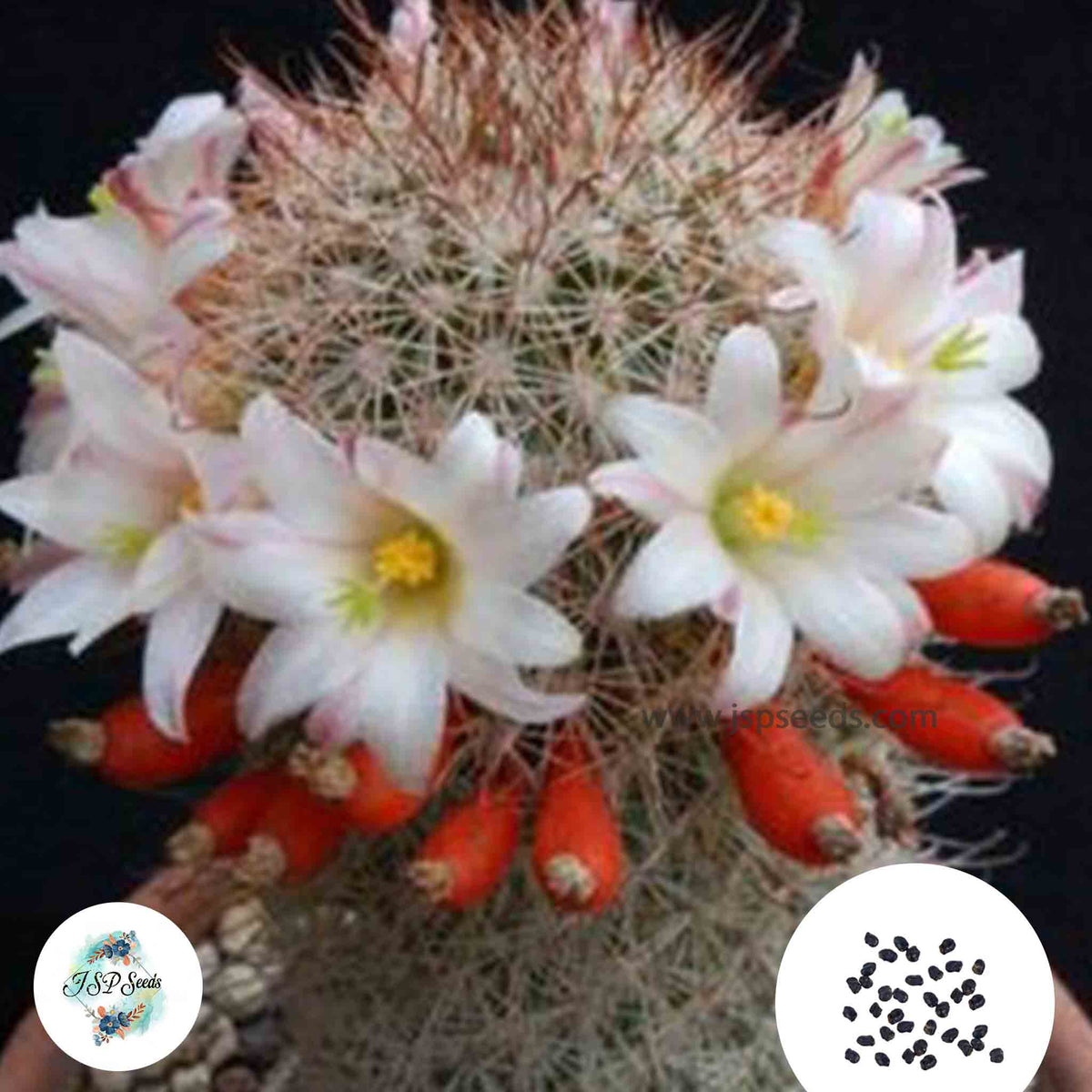 40 Seeds Mammillaria angelensis Cactus Succulent seeds