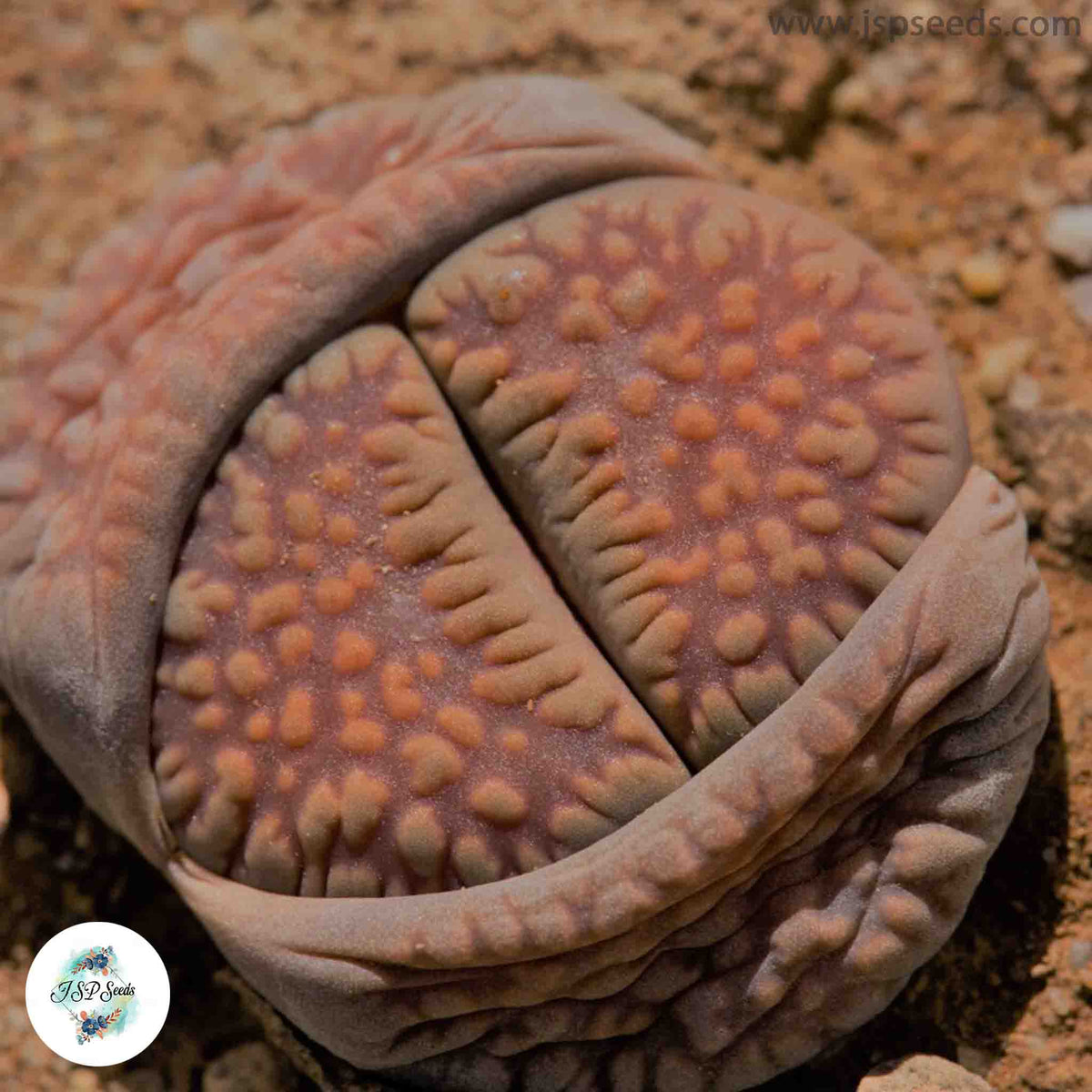 Lithops villetii ssp deboeri C231 / 40 seeds