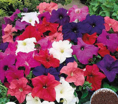 1000 Mixed Petunia Seeds Grandiflora, Multiflora, Milliflora Perennial Flowers Annual Seeds (Flower)