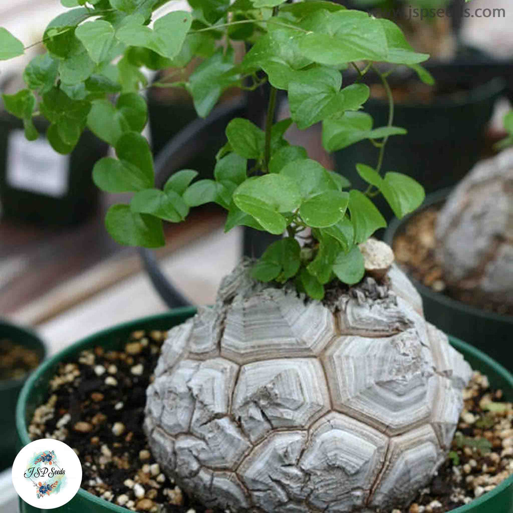 Dioscorea elephantipes / 40 seeds (Elephant’s foot, Turtle back plant ...