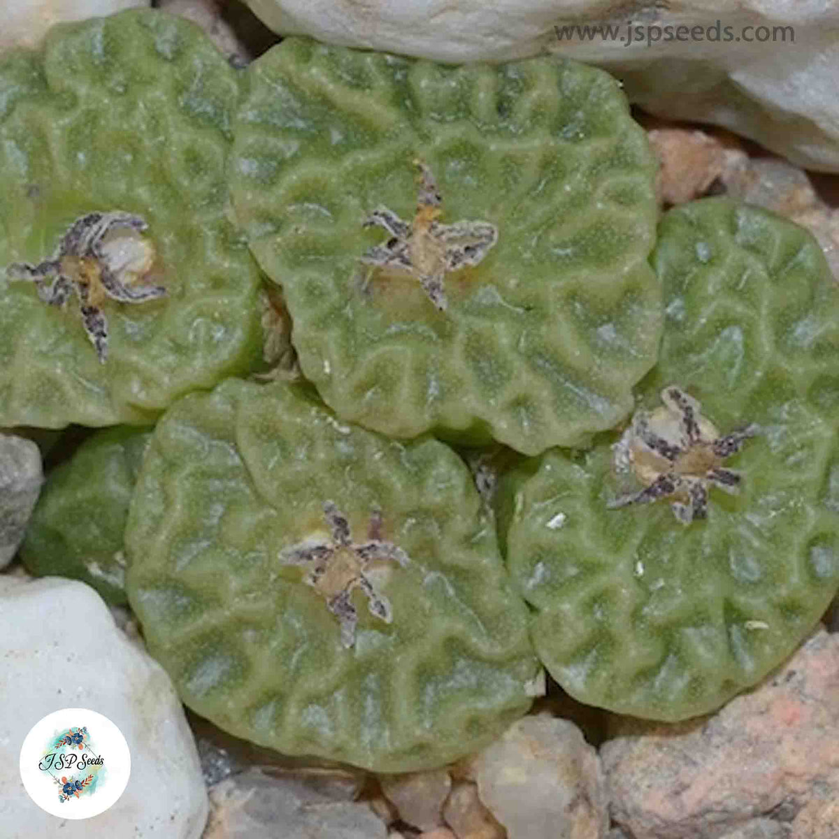 Conophytum angelicae [RARE] / 40 seeds