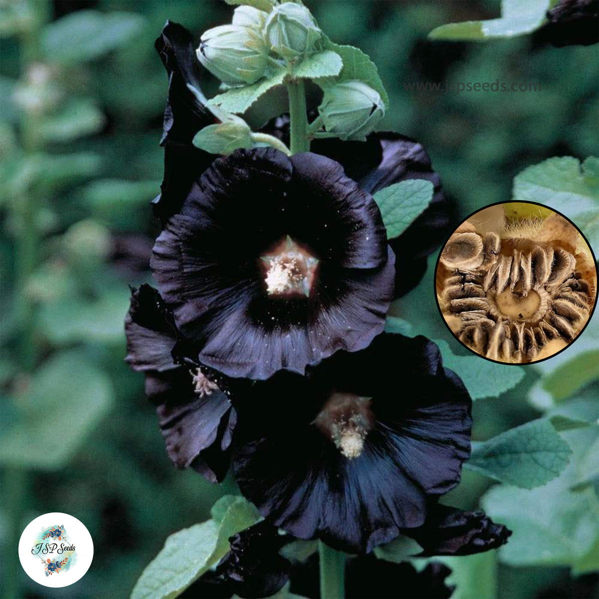 50 Black Hollyhock Perennial Flower Seed ROSEA LINN