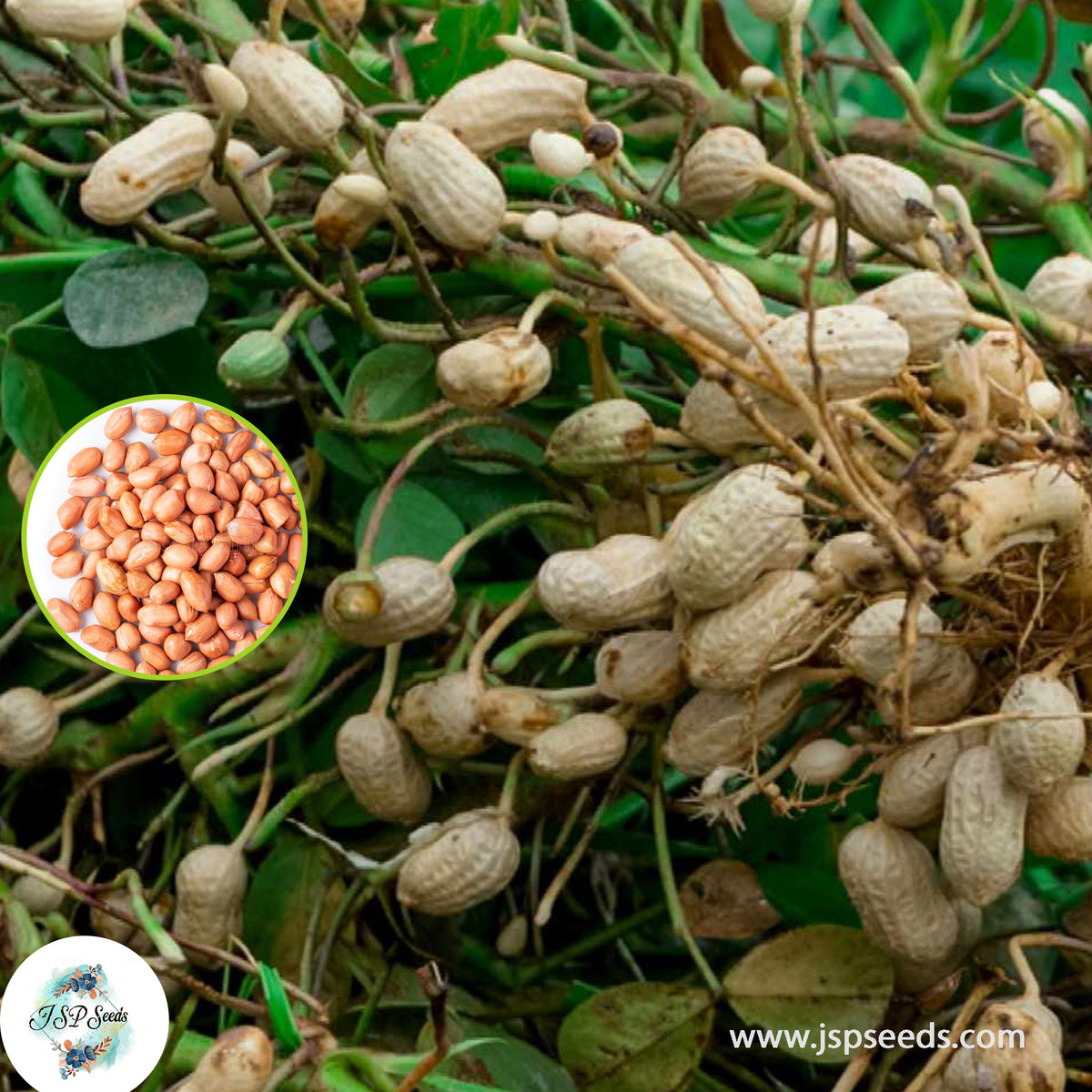 100 Peanut Vegetable Planting Potted Heirloom Seeds