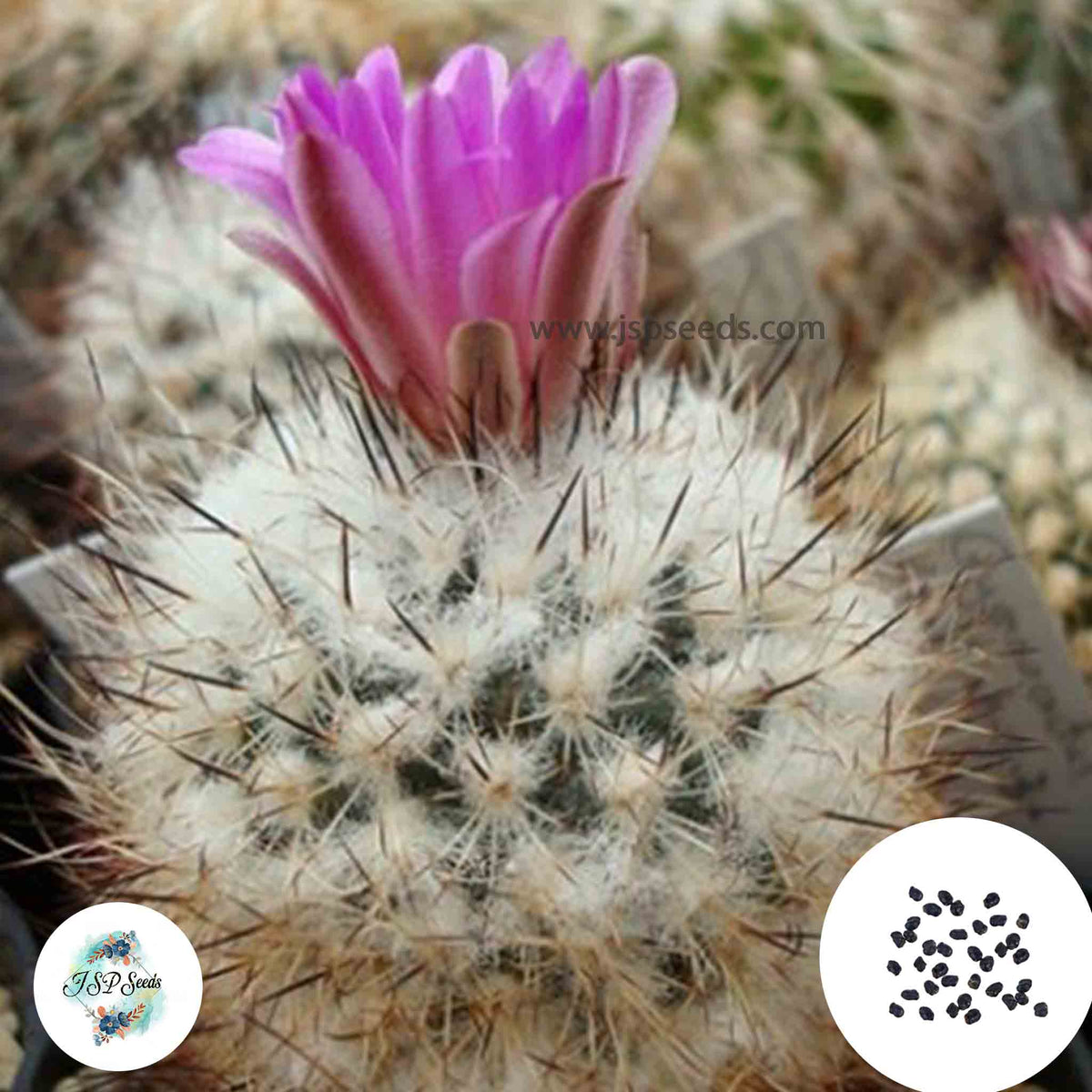 40 Seeds Gymnocactus beguinii v. hintoniorum Cactus Succulent seeds