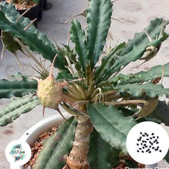 40 Seeds Dorstenia foetida Cactus Succulent seeds