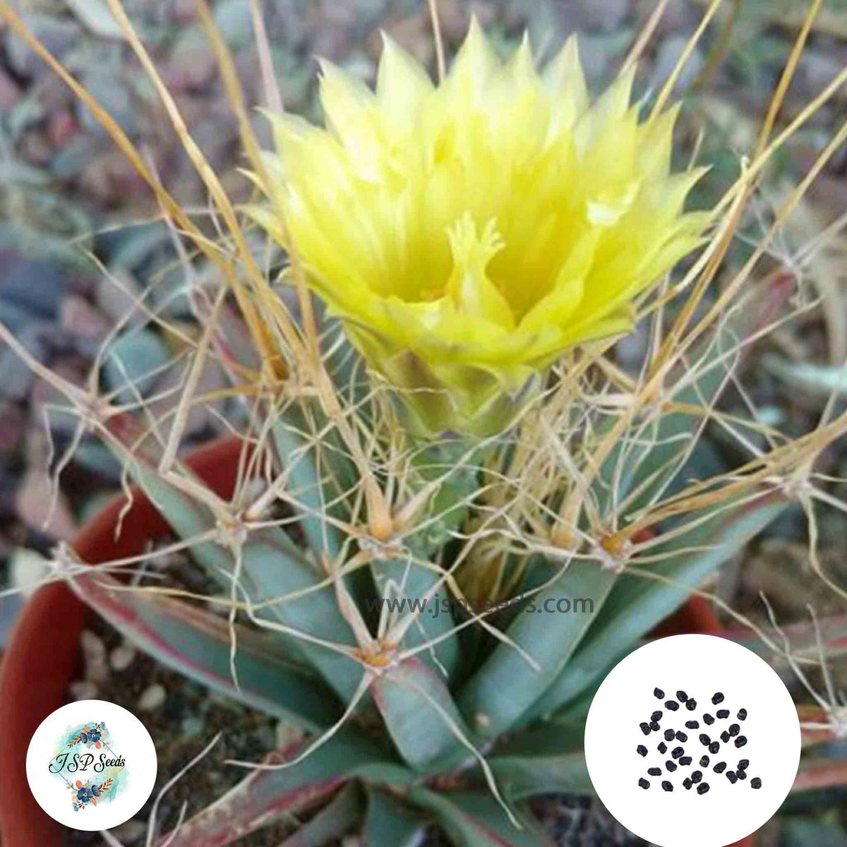 40 Seeds Leuchtenbergia principis Cactus Succulent seeds