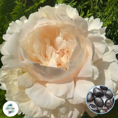 20 Solange Peony Paeoniaceae Paeonia suffruticosa Tree Flower Plant Seeds (Lucky Flower) (Flower Garden Potted Plants)