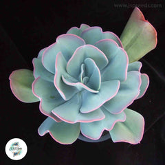 Echeveria gigantea / 40 seeds