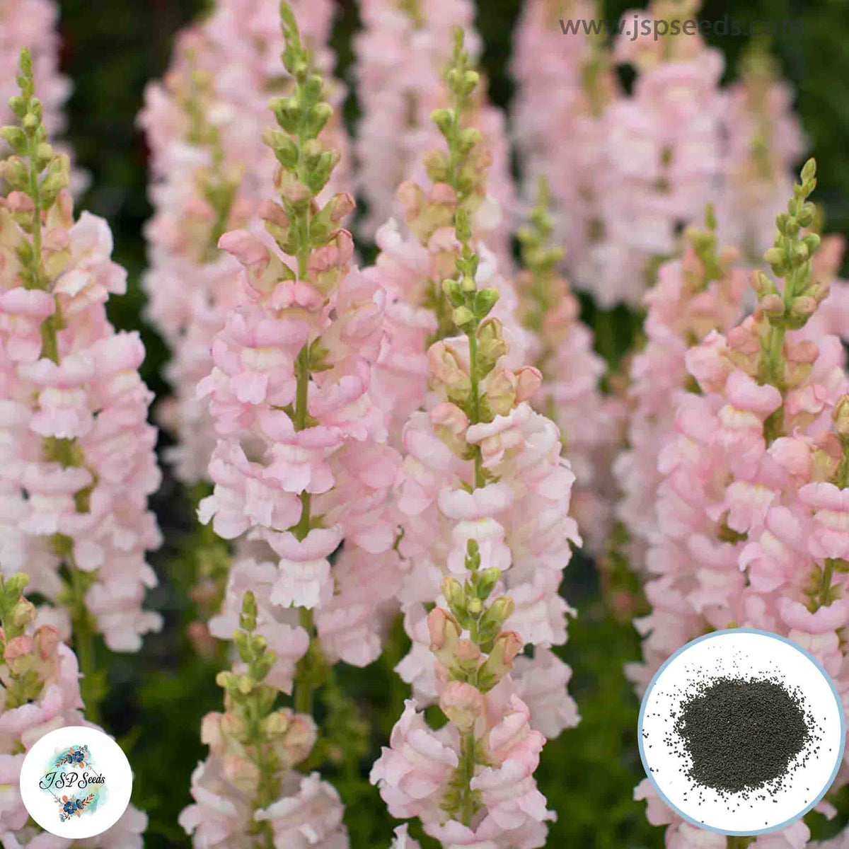 300 Costa Snapdragons (Antirrhinum majus) Seeds (Flower Garden Plants)