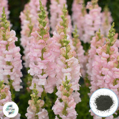 300 Costa Snapdragons (Antirrhinum majus) Seeds (Flower Garden Plants)