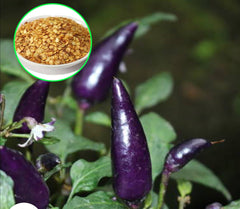 100 Pepper Thai Purple Chilli Spicy Hot Seeds (Asia Vegetable) Heirloom NON GMO Fresh