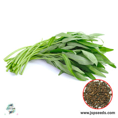 500 Chinese Water Spinach Thai Morning Glory Convolvulus Seeds (Asia Vegetable)