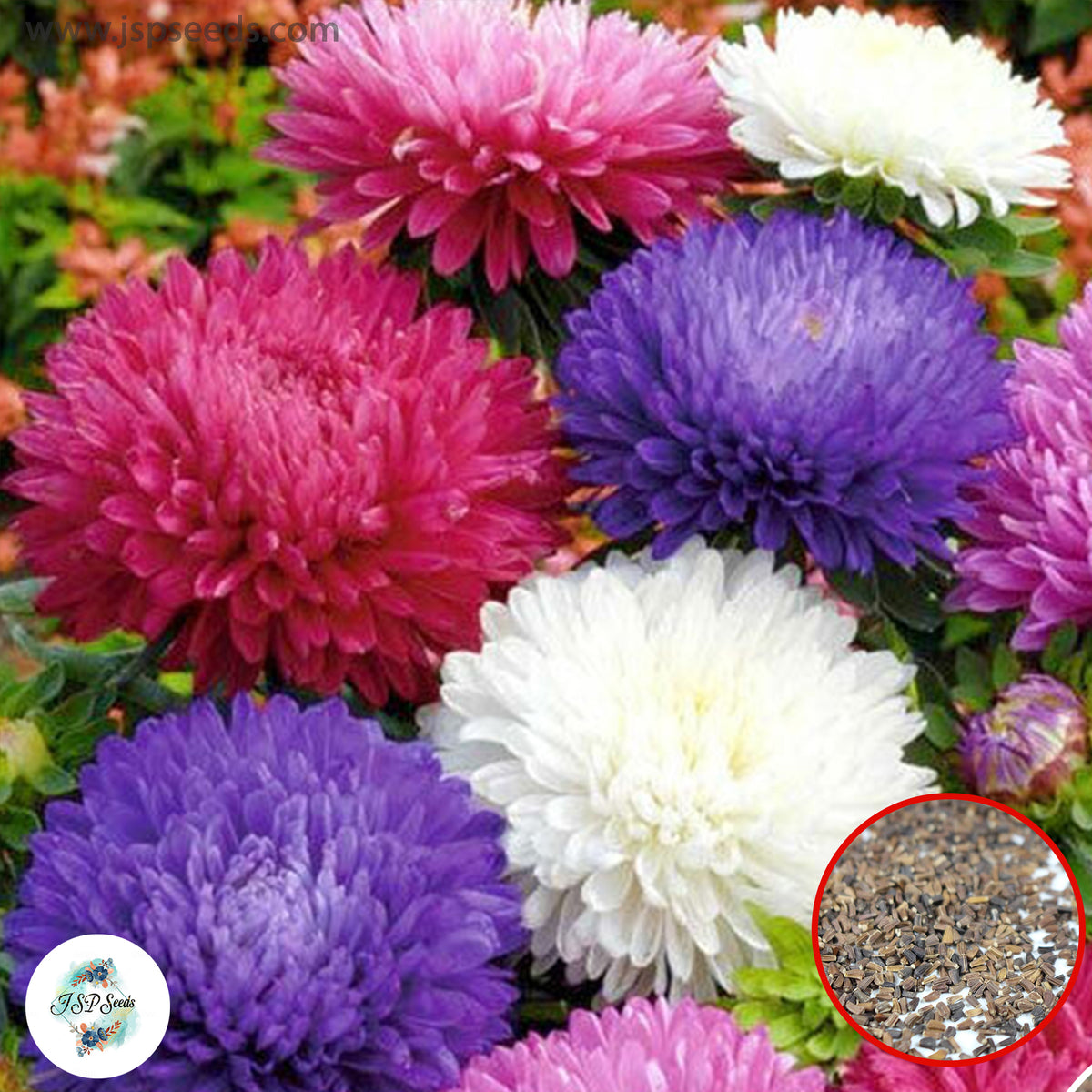 300 Mixed Chrysanthemum Puff Aster Perennial Heirloom Flower Seeds