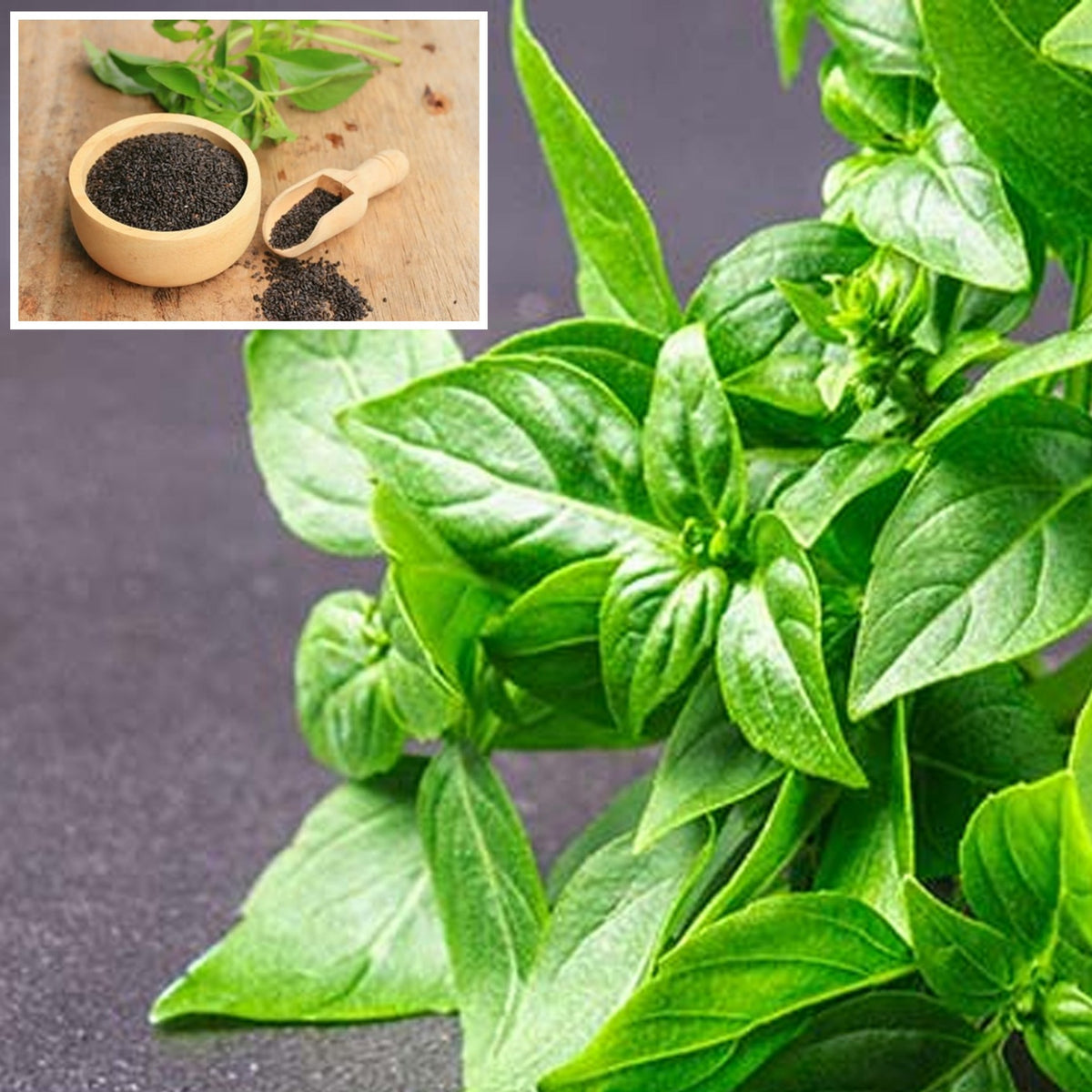 1000 Lemon Basil Seeds, Lao Basil, Manglak Seeds (Asia Vegetable)