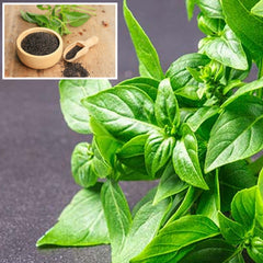 1000 Lemon Basil Seeds, Lao Basil, Manglak Seeds (Asia Vegetable)