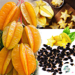 20 Heirloom Exotic Star Fruit Averrhoa Carambole Ceylon Pure Organic Seeds (Asia Fruit)