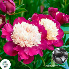 20 White Cap Peony Paeoniaceae Paeonia suffruticosa Tree Flower Plant Seeds (Lucky Flower) (Flower Garden Potted Plants)