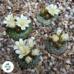 40 seeds Blossfeldia liliputana  Cactus Succulent seeds