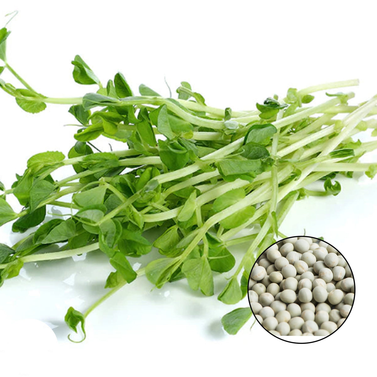 100 Green Pea Sprouts Microgreen Non-GMO Seeds (Asia Vegetable)