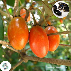 20 Tropical Red Spodilla Manilkara achras Fosberg Thai Sapodilla Fruit, Lamoot Seeds (Asia Fruit)