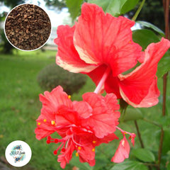 35 Red Birds Hibiscus Beautiful Hardy Perennials Seeds (Asia Flower Garden Plants)