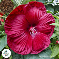 35 Luna Japanese Hibiscus Beautiful Hardy Perennials Seeds (Asia Flower Garden Plants)