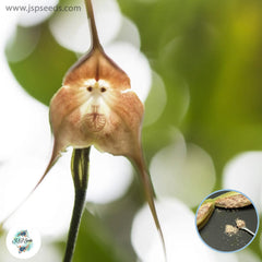 50 Cute Monkey Face Orchid Flores Plants Flowers Plantas Home Garden Seeds