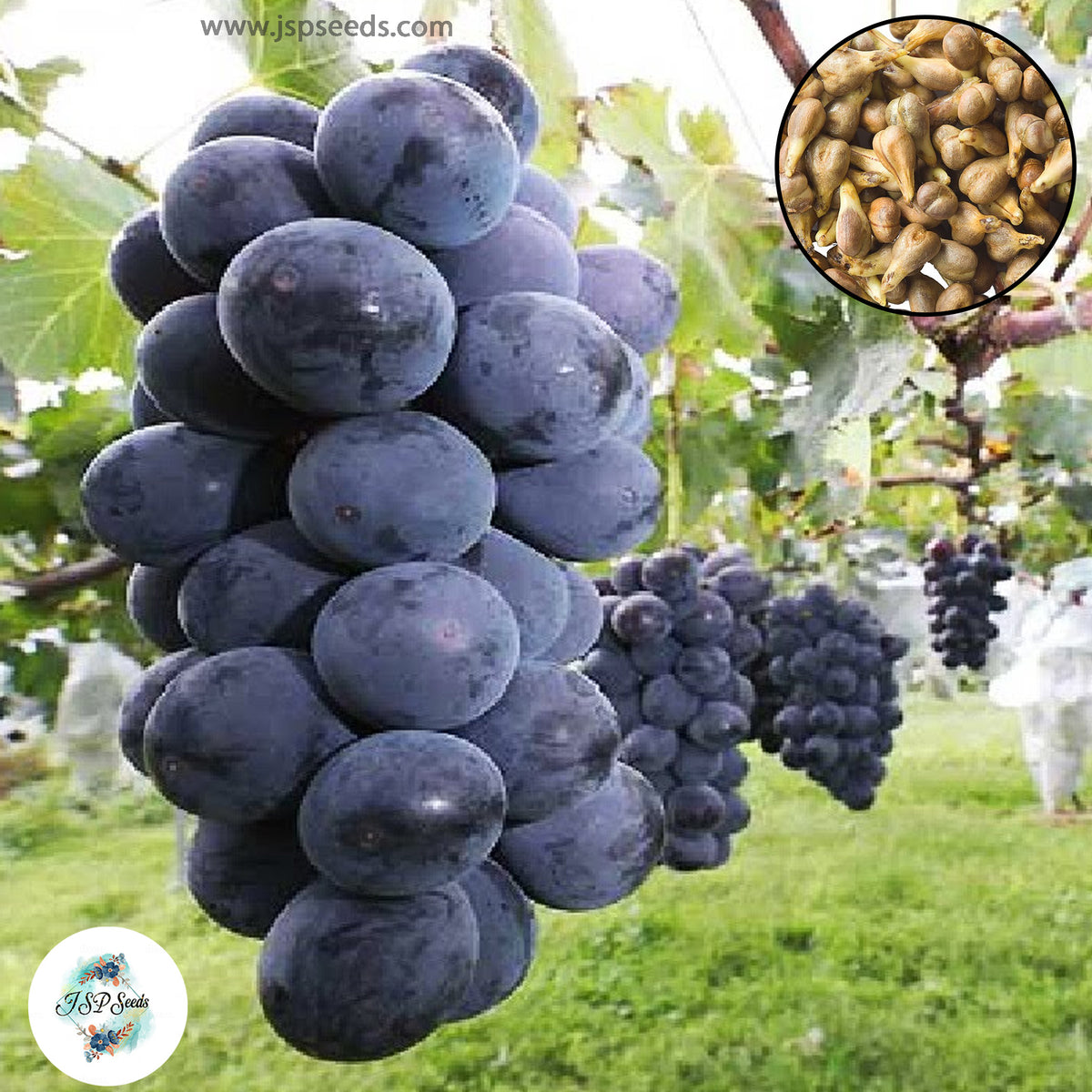 50 Rare Japanese Dwarf Grape Seeds (Asia Fruit)