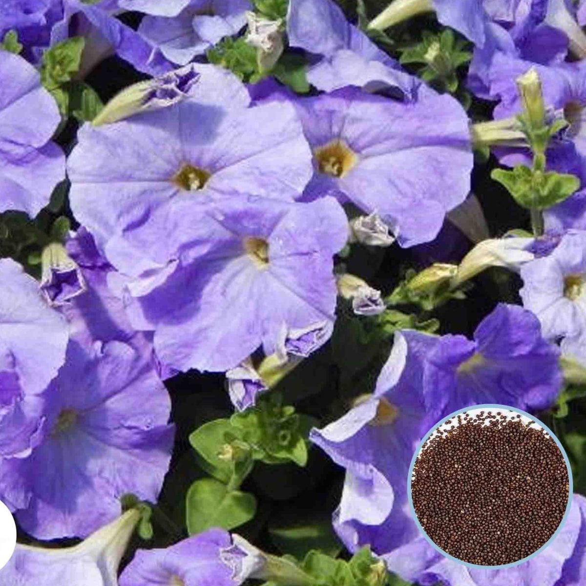 1000 Sky Blue Carpet Petunia Seeds Grandiflora, Multiflora, Milliflora Perennial Flowers Annual Seeds (Flower)