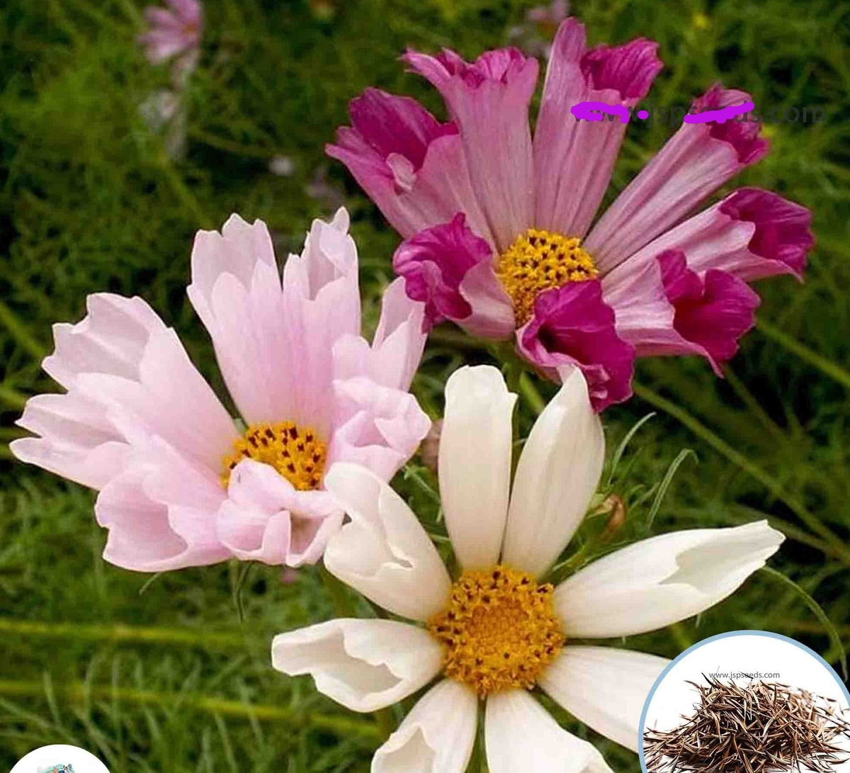 100 Starburst Seychelles COSMOS SEA SHELLS Seeds (Flower Plants)