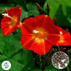 50 Red Morning Glory Seeds (MORNING GLORY)