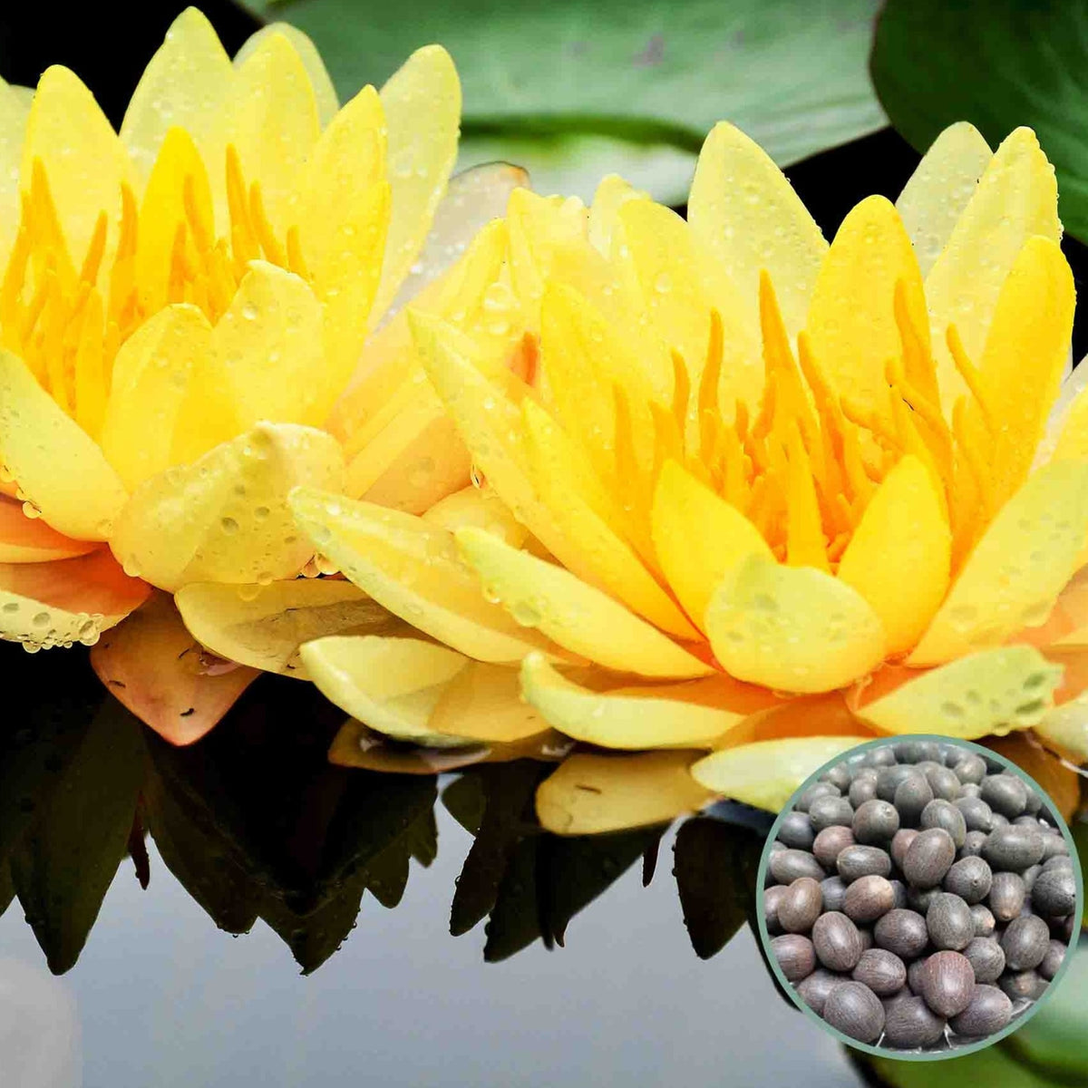 15 Thai Heirloom Lotus flower Bonsai Seeds Water Plants (Original Thai Seeds) 015