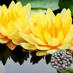 15 Thai Heirloom Lotus flower Bonsai Seeds Water Plants (Original Thai Seeds) 015